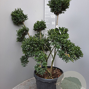 Ilex crenata 'Kimmei' 80-100 cm container bonsai