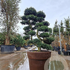 Ilex crenata 'Kimmei' 120-140 cm decopot bonsai extra