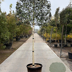 Ilex 'Nellie R. Stevens' 180 cm stam container 20-25 lei 150x120