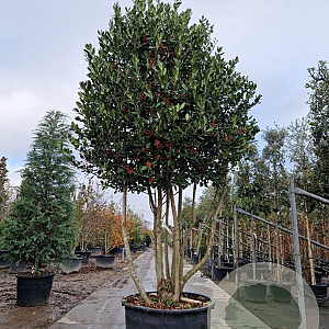 Ilex 'Nellie R. Stevens' 300-350 cm cont. 285L solitair