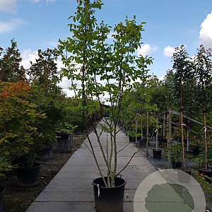Juglans regia 250-300 cm container meerstammig