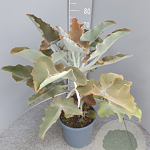 Kalanchoe beharensis 80 cm P11