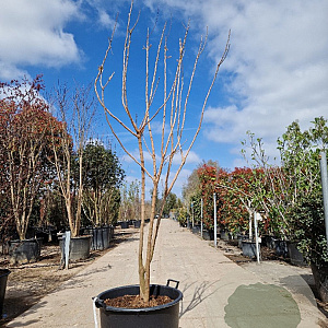 Koelreuteria paniculata 175-200 cm container meerstammig