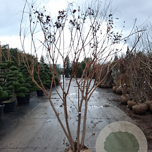 Koelreuteria paniculata 250-300 cm draadkluit meerstammig solitair