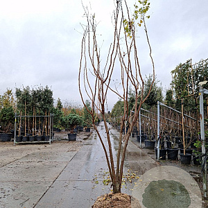 Koelreuteria paniculata 300-350 cm draadkluit meerstammig solitair