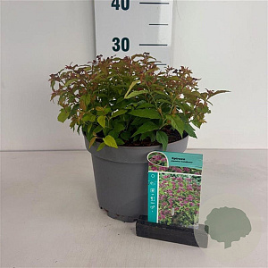 Spiraea jap. 'Goldflame' 20-30 cm 3,5L