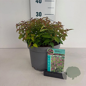 Spiraea jap. 'Goldflame' 20-30 cm 3,5L