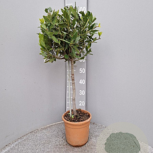 Laurus nobilis 80 cm 5,0L stam