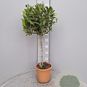 Laurus nobilis 80 cm 5,0L stam