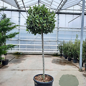 Laurus nobilis 120 cm stam container bol 50-60