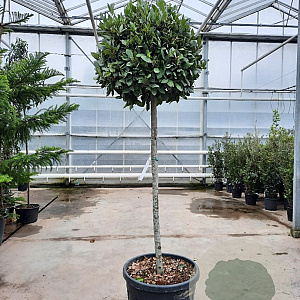 Laurus nobilis 120 cm stam container bol 50-60