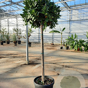 Laurus nobilis 130 cm stam container 60-80 bol