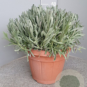 Lavandula angustifolia GM 30L