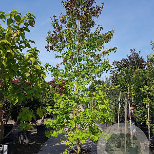 Liquidambar styraciflua 450-500 cm container meerstammig