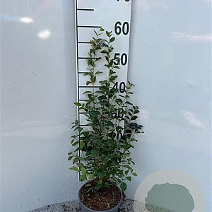 Symphoricarpos albus 40-60 cm 2,0L