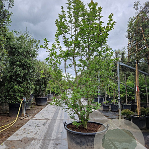 Magnolia loebneri 'Merrill' 250-300 cm container meerstammig