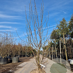 Magnolia soulangeana 200-225 cm draadkluit extra