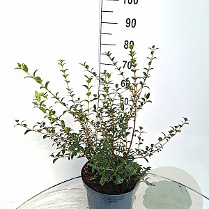 Osmanthus burkwoodii 40-60 cm 10L