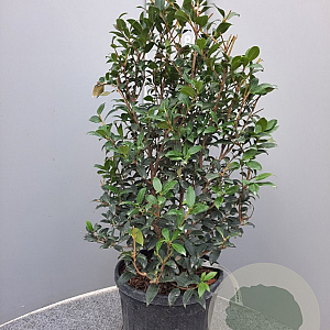 Osmanthus burkwoodii 40-60 cm 10L