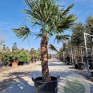 Trachycarpus fortunei 100 cm stam container