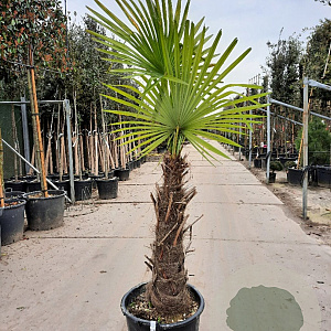 Trachycarpus fortunei 100 cm stam container