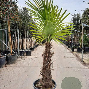Trachycarpus fortunei 100 cm stam container