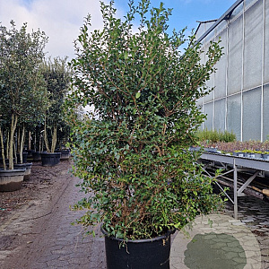 Osmanthus burkwoodii 150-175 cm container meerstammig