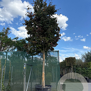 Parrotia persica 200 cm stam container 45-50