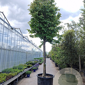 Parrotia persica 200 cm stam container 45-50