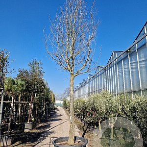 Parrotia persica 200 cm stam container 45-50