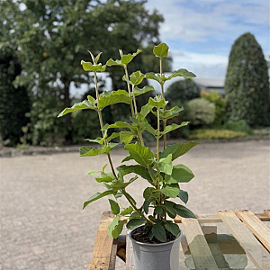 Viburnum lantana 40-60 cm 2,0L