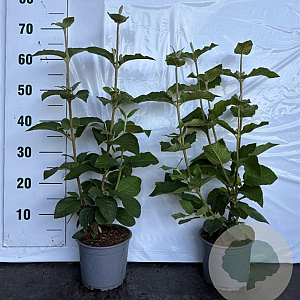 Viburnum lantana 40-60 cm 2,0L