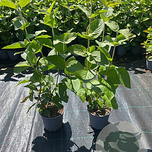 Viburnum lantana 40-60 cm 2,0L