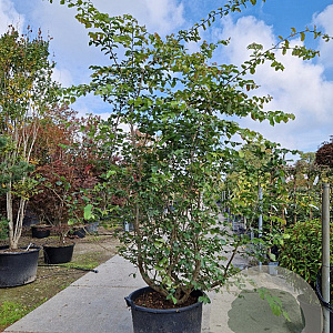 Parrotia persica 200-250 cm container meerstammig extra
