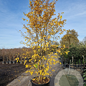 Parrotia persica 300-350 cm container meerstammig