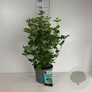 Viburnum opulus 60-80 cm 10L