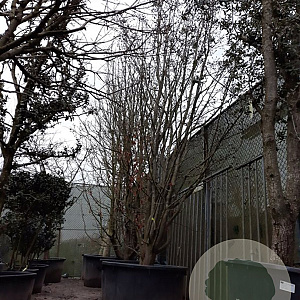 Parrotia persica 550-600 cm container meerstammig