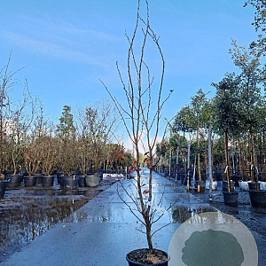 Parrotia persica 'Vanessa' 175-200 cm container meerstammig