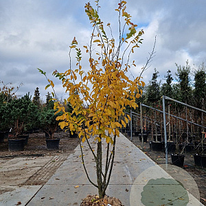 Parrotia persica 'Vanessa' 250-300 cm draadkluit meerstammig solitair