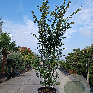 Parrotia persica 'Vanessa' 350-400 cm container meerstammig