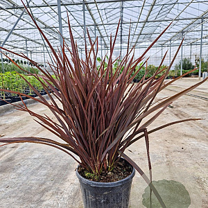 Phormium tenax 'Purpureum' 40-60 cm 6L