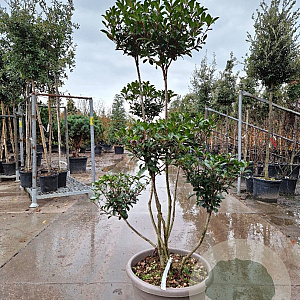 Photinia fraseri 'Carré Rouge' 150-175 cm container pompon