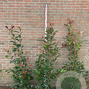 Photinia fraseri 'Red Robin' 125-150 cm 15L