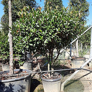 Photinia fraseri 'Red Robin' 150-175 cm container solitair 40-45