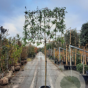 Photinia fraseri 'Red Robin' 180 cm stam container 8-10