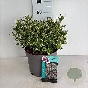 Weigela 'Nana Variegata' 40-50 cm 10L