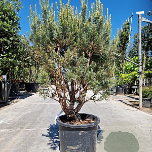 Pinus sylvestris 100-125 cm 25L