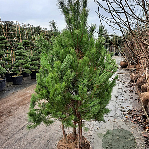 Pinus sylvestris 175-200 cm draadkluit meerstammig solitair