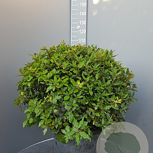 Quercus ilex 60-80 cm container bol