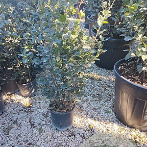 Quercus ilex 60-80 cm 3,0L